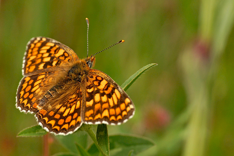Dé ‘afkorting’ van BLOM