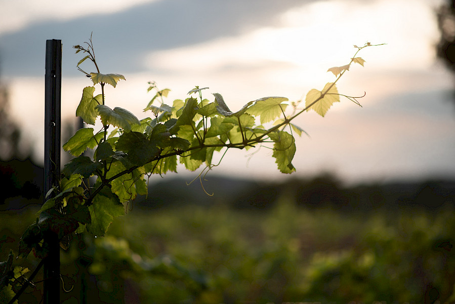 Een uniek kijkje in Wijndorp Noorbeek