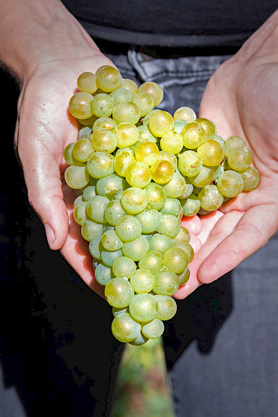 Proef de Passie van de Limburgse Wijngaarden