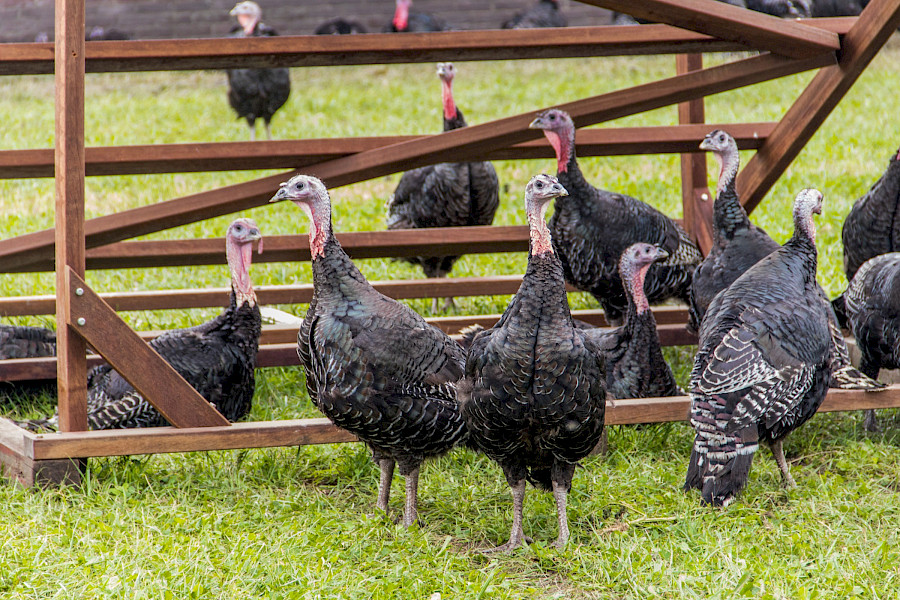 Elke dag Thanksgiving bij De Sjroete Farm