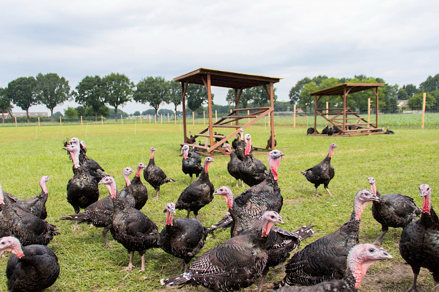 Elke dag Thanksgiving bij De Sjroete Farm