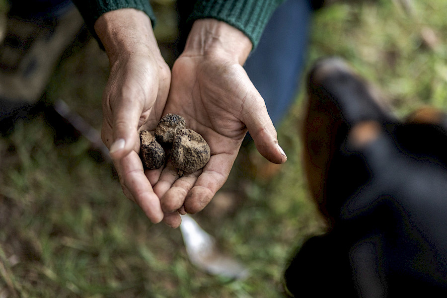 Truffels uit Limburg