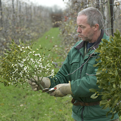 De maretak: een romantisch kerstsymbool