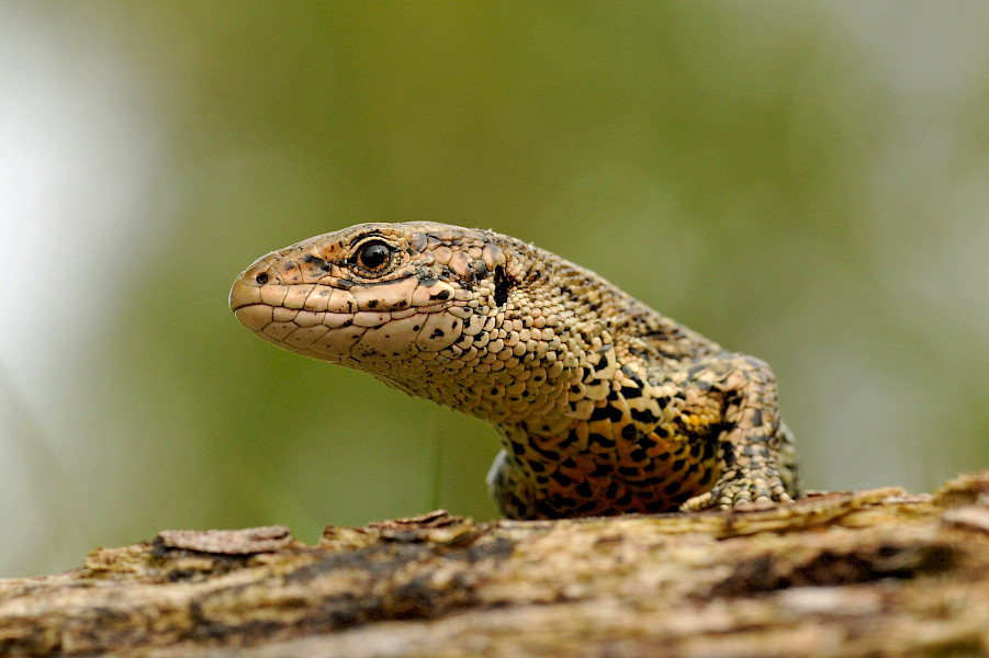 Fietsend door het land van duin en maas