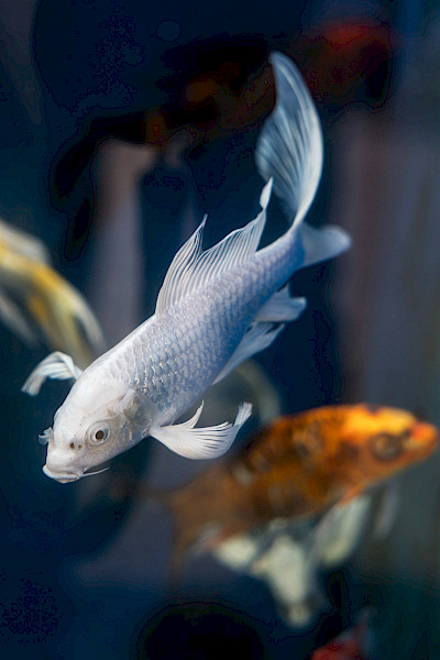 Robert Knops Vijver en Aquarium