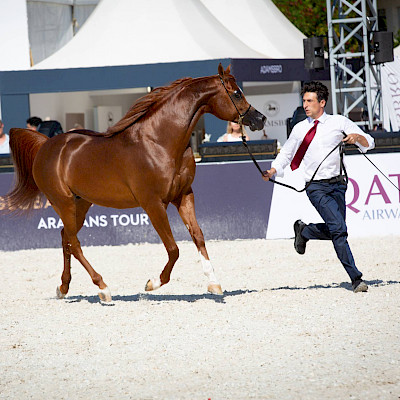 De Global Champions Arabians Tour komt voor het eerst naar Nederland