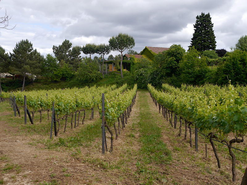 Bonjardim, Huub en Wil's Ecologische Wijnimperium