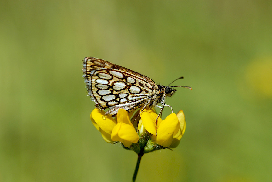Zwerven door het (ei)land van Weert