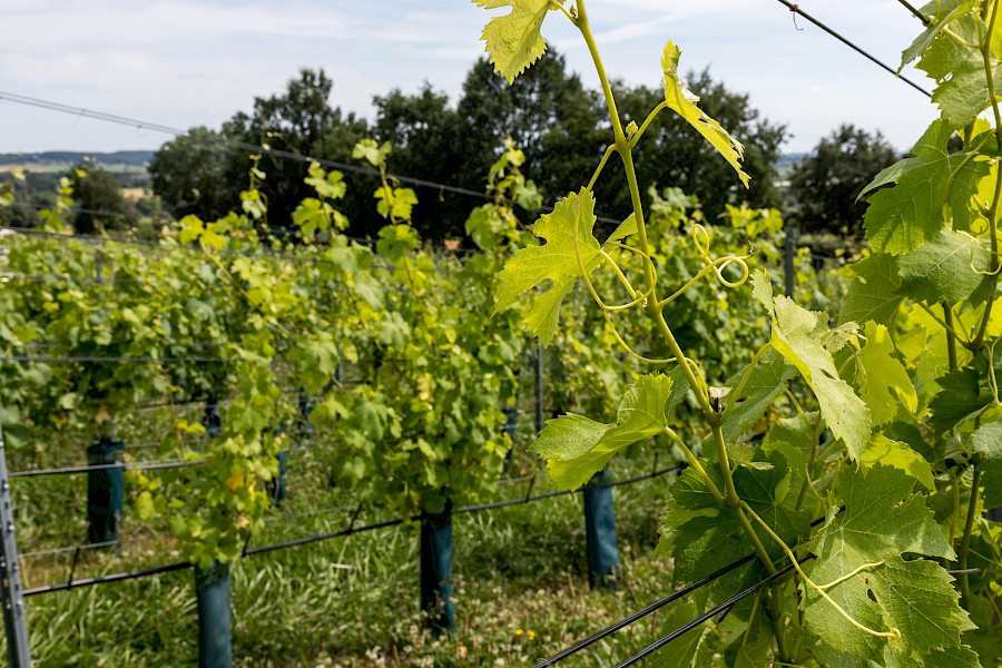 Wijndomein D’Hunes