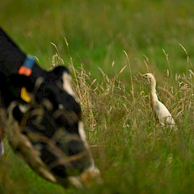 Reigers en koeien in het veen