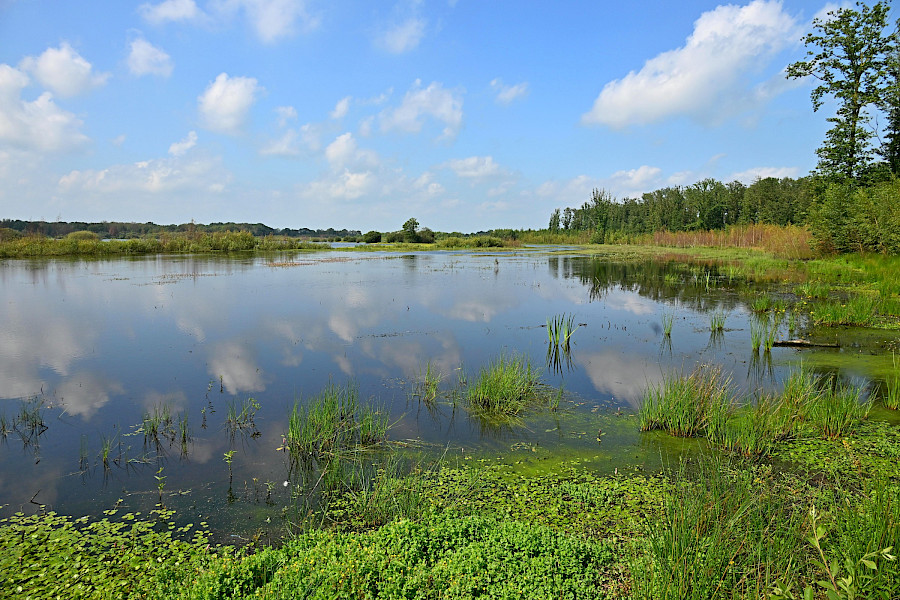 Reigers en koeien in het veen
