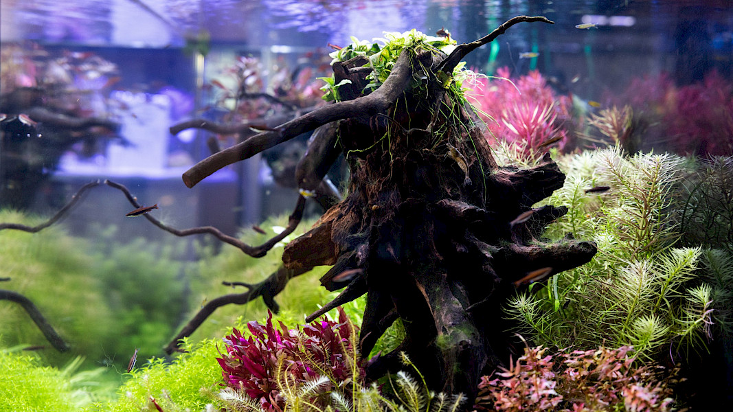 Robert Knops Vijver en Aquarium in Geleen