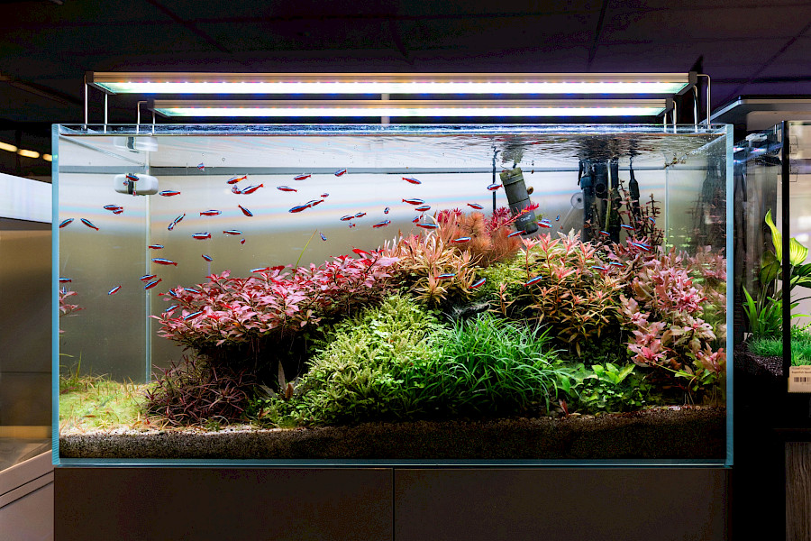 Robert Knops Vijver en Aquarium in Geleen