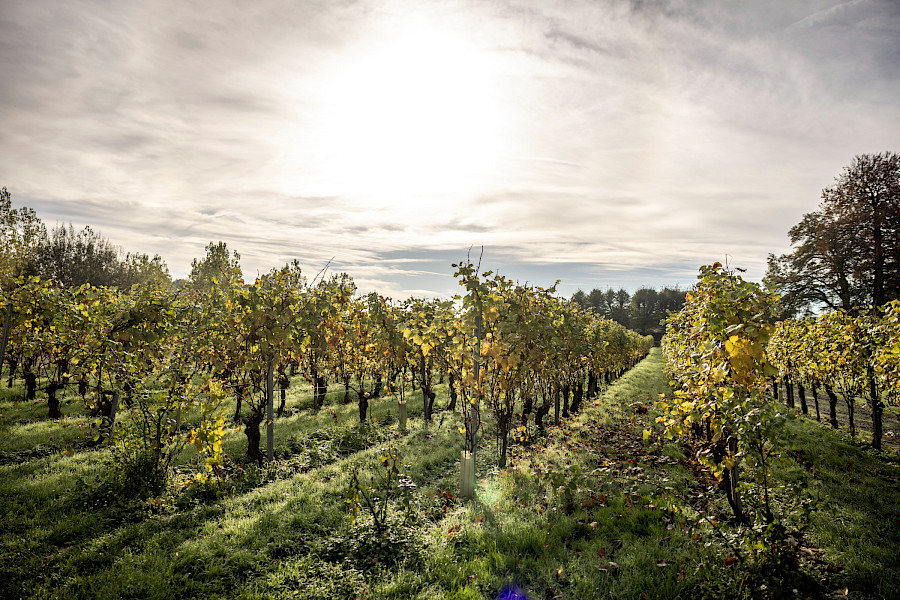 Geslaagde Limburgse Wijntour