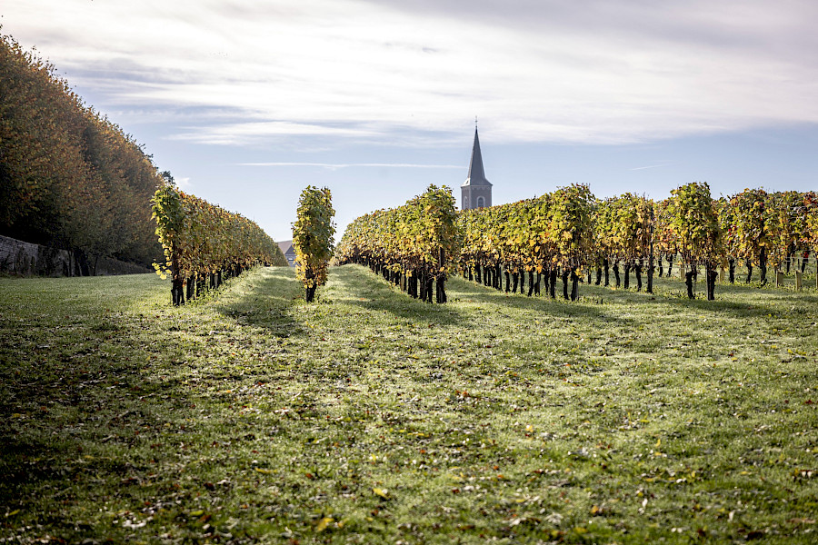 Geslaagde Limburgse Wijntour