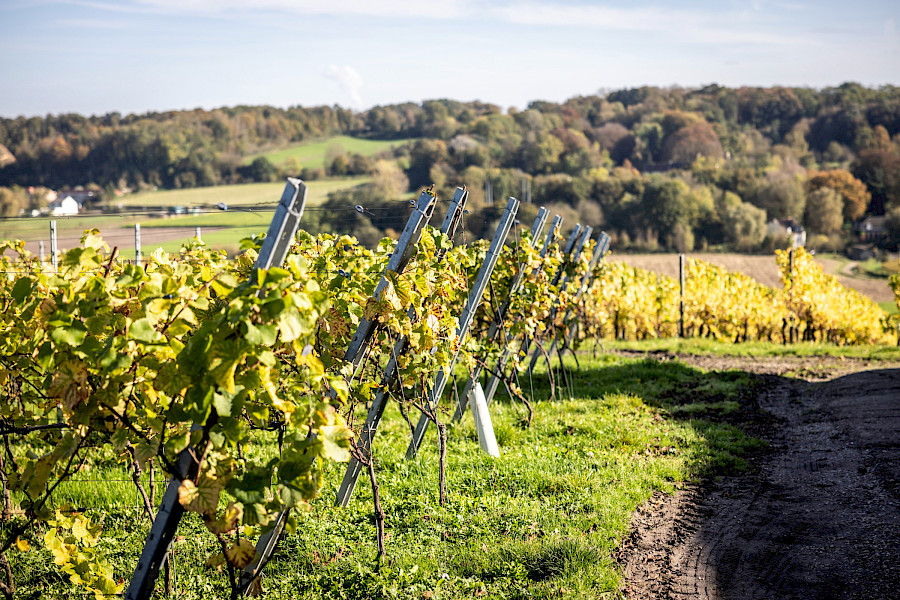 Geslaagde Limburgse Wijntour
