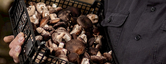 Veldense shiitake
Shiitake & More