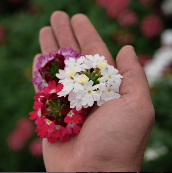 Solbouche: Van grond tot in de mond