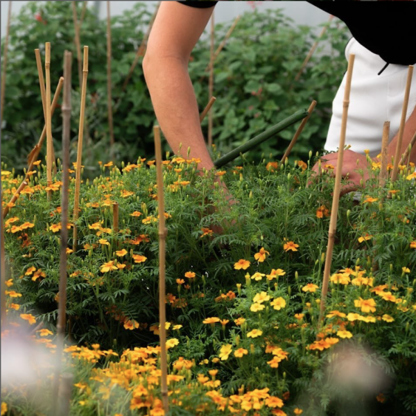 Solbouche: Van grond tot in de mond