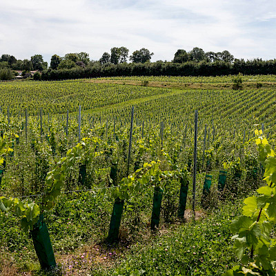 Eerste editie Wijnwandeling Zuid-Limburg