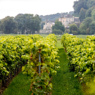Geslaagd tweede Limburgse Wijnbouwcongres