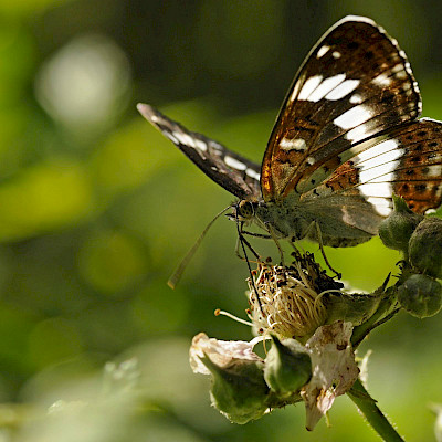 Kaldenbroek 'Moj Wah!'