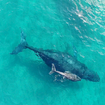 Mozambique: Diving Me Wild