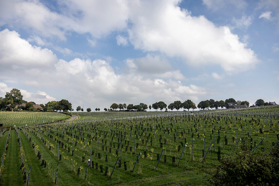 Terugblik op de Limburgse Wijntour 2025