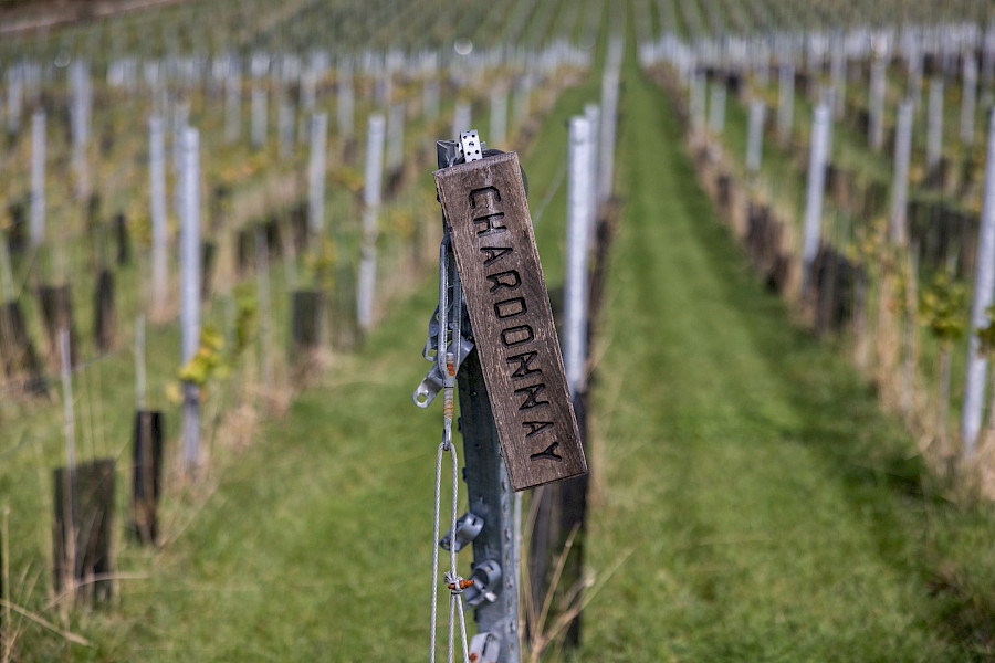 Terugblik op de Limburgse Wijntour 2025