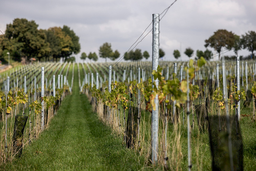 Terugblik op de Limburgse Wijntour 2025