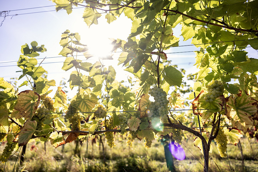 Wijndomein de Bisschopshoeve