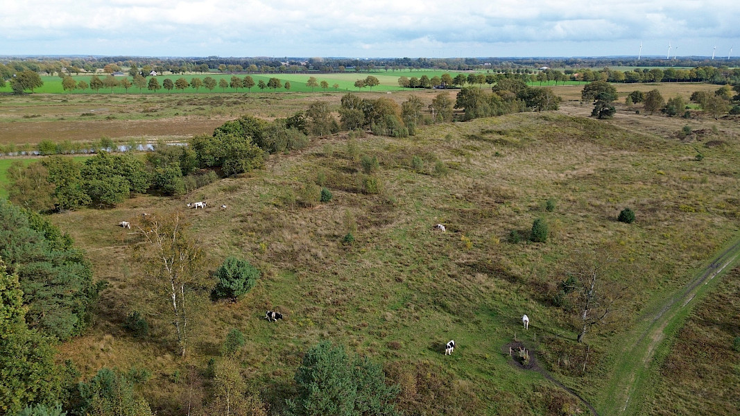 De comeback van de heidekoe