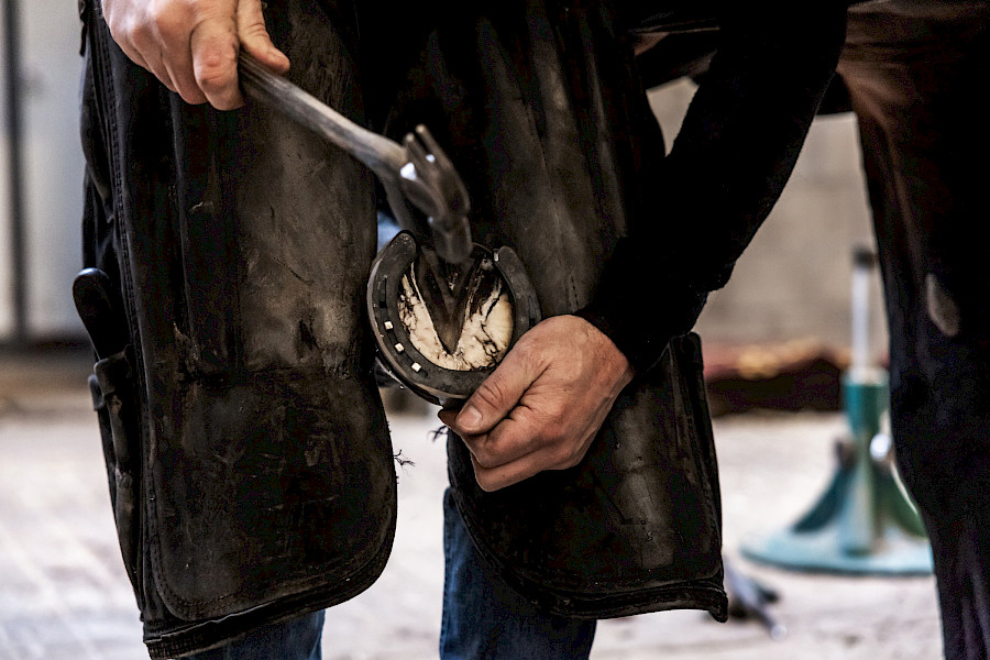 Alles voor het paard