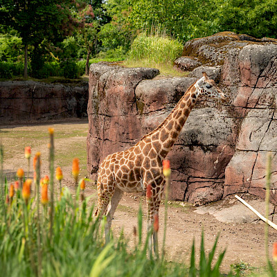 GaiaZoo slaat vleugels verder uit
