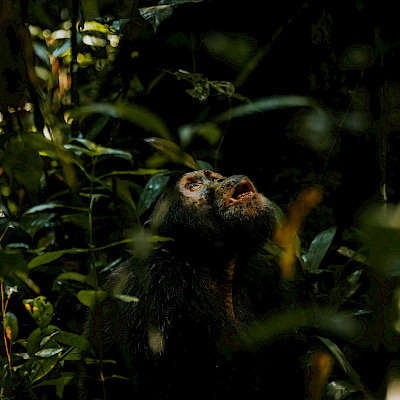 Uganda: Ochtend in Kibale