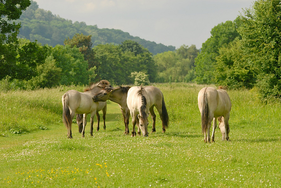 Eijsden – Maastricht
