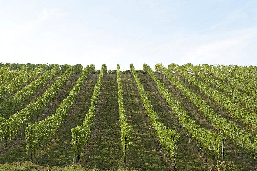 Eijsden – Maastricht