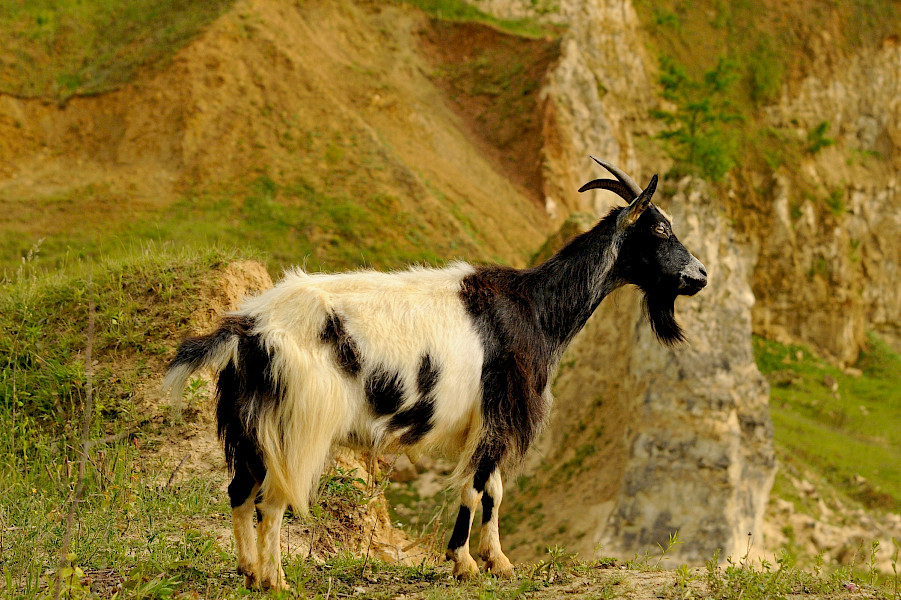 De Dellen Maastricht