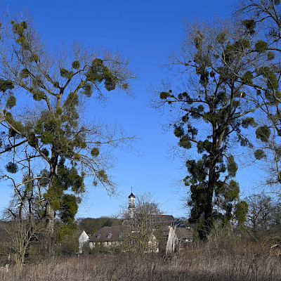 Op stap met het Limburgs Landschap: Ingendael