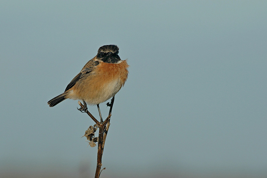 Op stap met het Limburgs Landschap: Ingendael