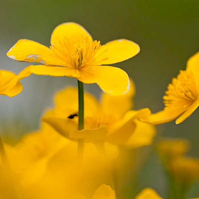 Het Limburgs Landschap: Beesels Broek