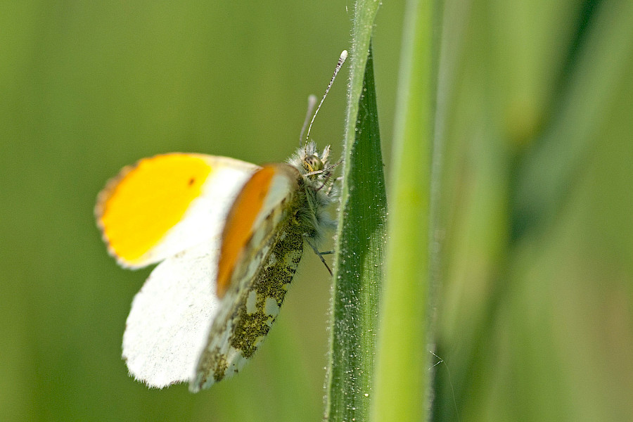 Het Limburgs Landschap: Beesels Broek