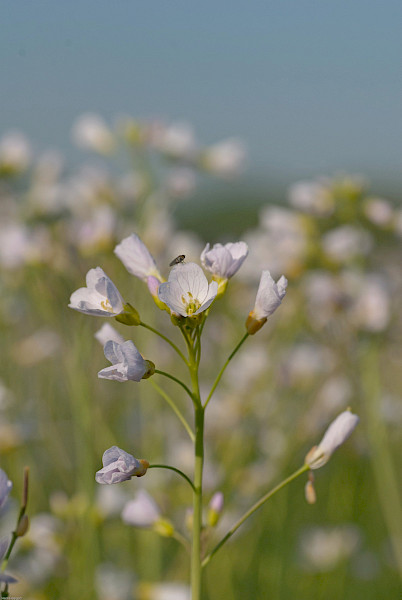 Het Limburgs Landschap: Beesels Broek