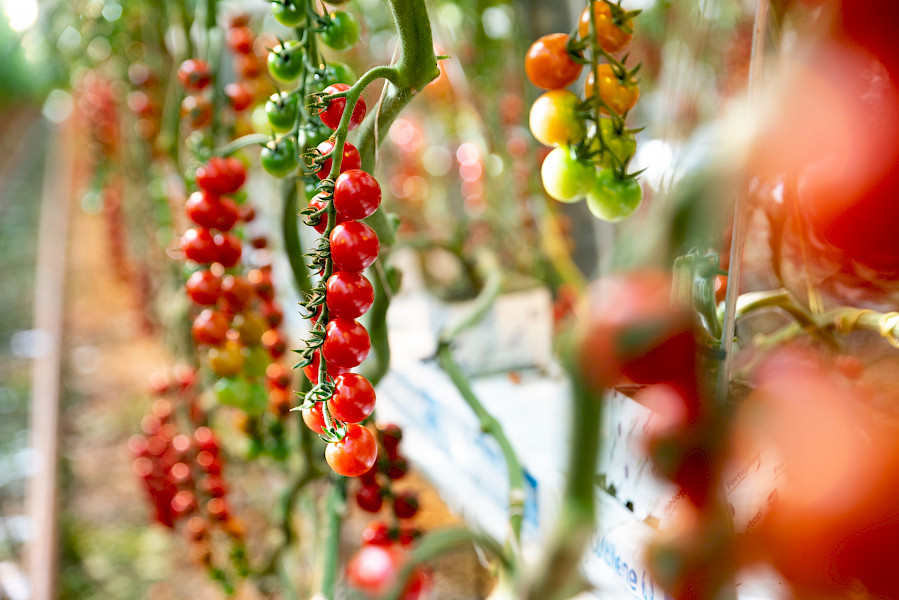 Van bodem naar bord: L'amuse-trostomaatjes