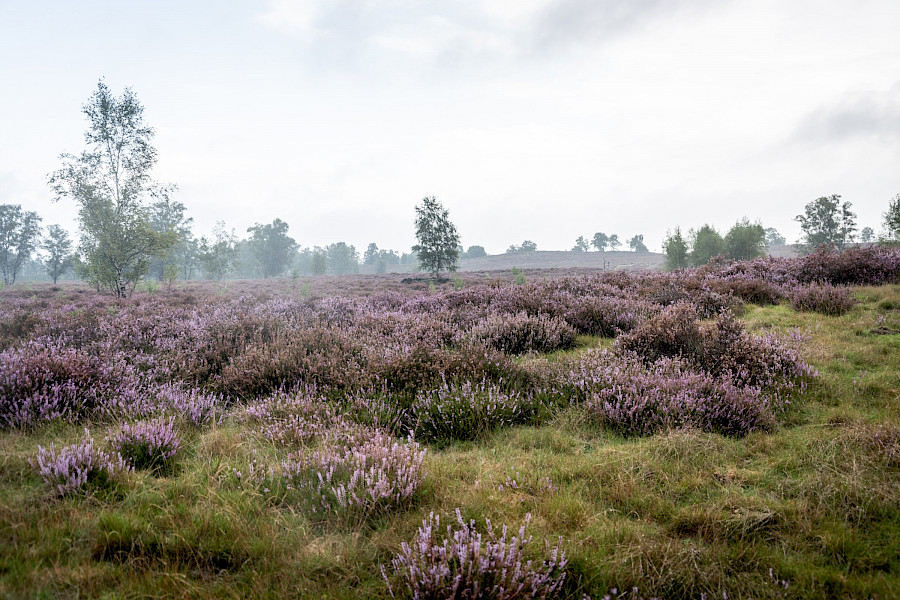 Aan de wandel met Twan Huys
