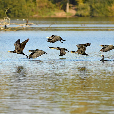 Het Limburgs Landschap: de Cranenweyer in de Anstelvallei