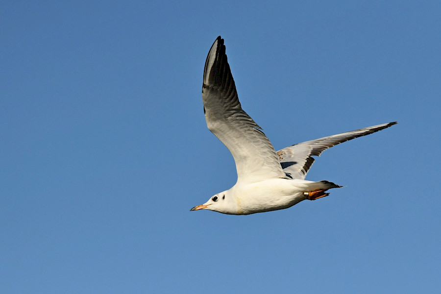Het Limburgs Landschap: de Cranenweyer in de Anstelvallei