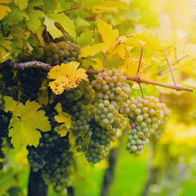 Limburgse wijngaarden winnen 40 medailles