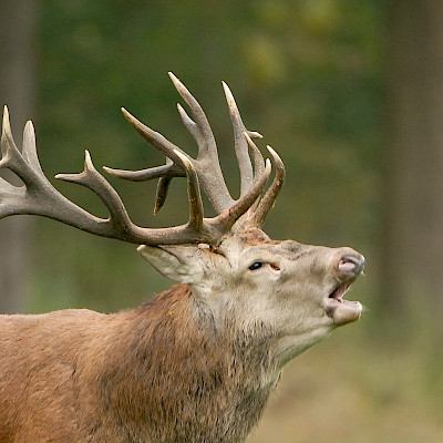 Limburgs Landschap: Ode aan burlende Edelherten