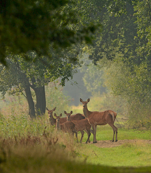 Limburgs Landschap: Ode aan burlende Edelherten